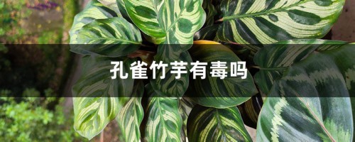 孔雀竹芋有毒吗