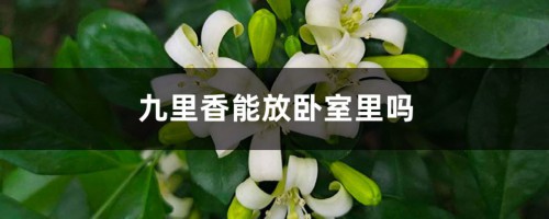 九里香能放卧室里吗