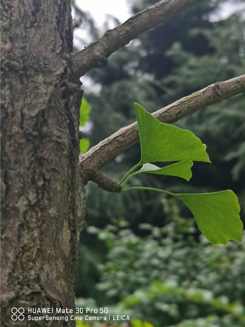 银杏树