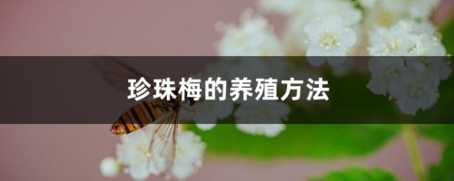 珍珠梅的养殖方法大全