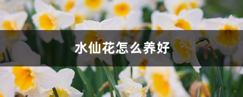 水仙花怎么养好