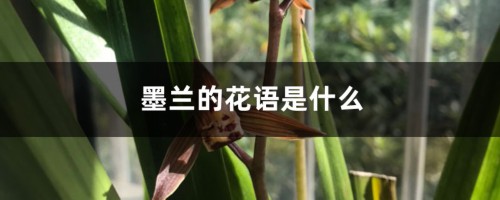 墨兰的花语是什么