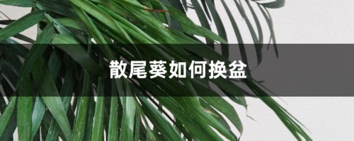 散尾葵如何换盆