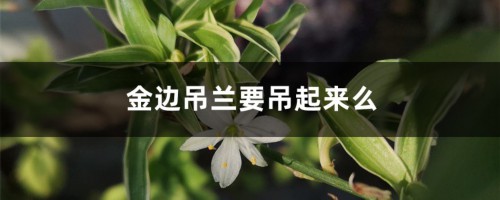 金边吊兰要吊起来么，怎么才能出吊