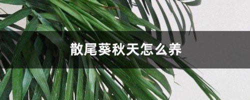 散尾葵秋天怎么养