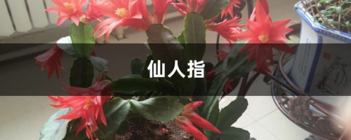 仙人指放家里，帮助睡眠又好养，简单省心