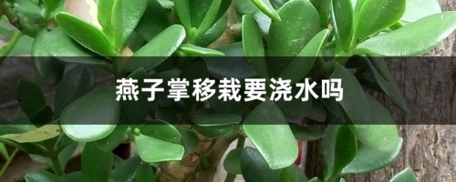 燕子掌移栽要浇水吗