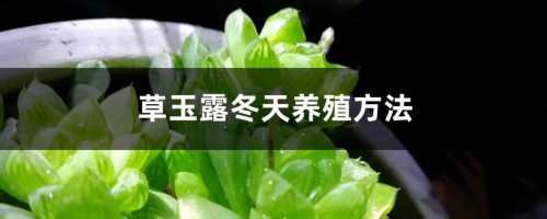 草玉露冬天养殖方法