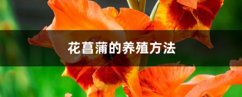 花菖蒲的日常养护方法详解