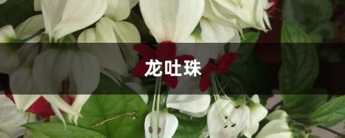 龙吐珠冬季怎么养，这样养省力又科学！