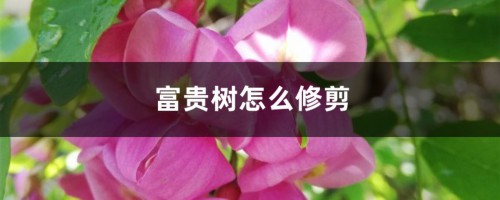 富贵树怎么修剪