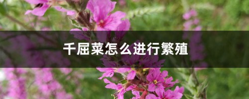 千屈菜怎么进行繁殖