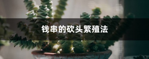 钱串的砍头繁殖法