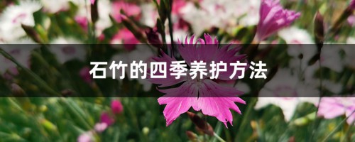 石竹的四季养护方法