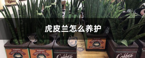 虎皮兰怎么养护